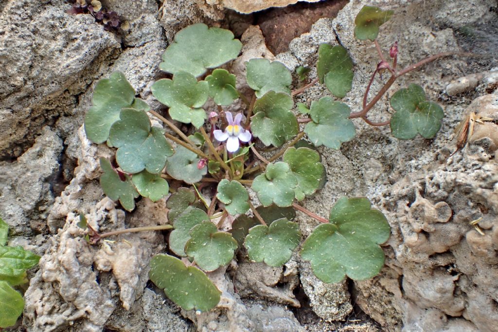 Cymbalaria muralis, Plantaginaceae